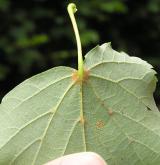 lípa srdčitá <i>(Tilia cordata)</i> / List