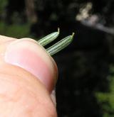 jedlovec kanadský <i>(Tsuga canadensis)</i> / List