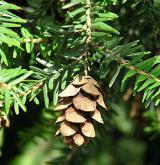 jedlovec kanadský <i>(Tsuga canadensis)</i> / Plod