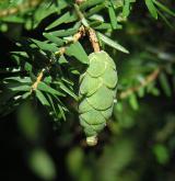 jedlovec kanadský <i>(Tsuga canadensis)</i> / Plod