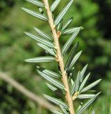 jedlovec kanadský <i>(Tsuga canadensis)</i> / List