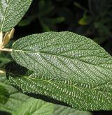 kalina vrásčitolistá <i>(Viburnum rhytidophyllum)</i>