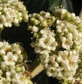 kalina vrásčitolistá <i>(Viburnum rhytidophyllum)</i>