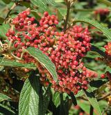 kalina vrásčitolistá <i>(Viburnum rhytidophyllum)</i>