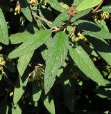 kalina vrásčitolistá <i>(Viburnum rhytidophyllum)</i>