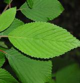 kalina japonská <i>(Viburnum plicatum)</i> / List