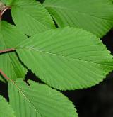kalina japonská <i>(Viburnum plicatum)</i> / List
