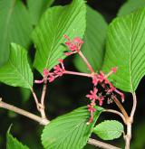 kalina japonská <i>(Viburnum plicatum)</i> / Plod
