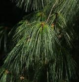 borovice Schwerinova <i>(Pinus ×schwerinii)</i> / Větve a pupeny