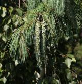 borovice Schwerinova <i>(Pinus ×schwerinii)</i> / Plod