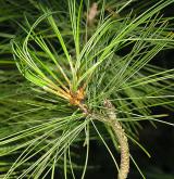borovice Schwerinova <i>(Pinus ×schwerinii)</i> / List