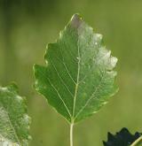 topol šedý <i>(Populus ×canescens)</i> / List