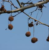 platan javorolistý <i>(Platanus ×hispanica)</i> / Plod