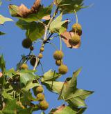 platan javorolistý <i>(Platanus ×hispanica)</i>
