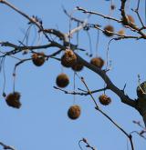 platan javorolistý <i>(Platanus ×hispanica)</i> / Plod