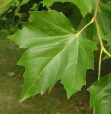 platan javorolistý <i>(Platanus ×hispanica)</i> / List