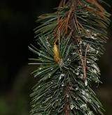 borovice osinatá <i>(Pinus aristata)</i> / Větve a pupeny