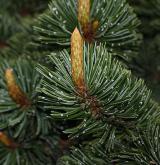 borovice osinatá <i>(Pinus aristata)</i>
