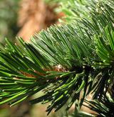 borovice osinatá <i>(Pinus aristata)</i> / List
