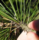 borovice osinatá <i>(Pinus aristata)</i> / Větve a pupeny
