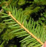 smrk ztepilý <i>(Picea abies)</i> / Větve a pupeny