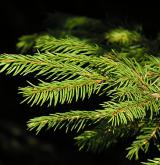 smrk ztepilý <i>(Picea abies)</i> / List