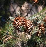douglaska sivá <i>(Pseudotsuga glauca)</i> / Plod