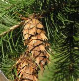 douglaska tisolistá <i>(Pseudotsuga menziesii)</i> / Plod