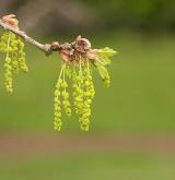 dub letní <i>(Quercus robur)</i> / Květ/Květenství