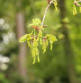 dub letní <i>(Quercus robur)</i>
