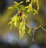 dub letní <i>(Quercus robur)</i> / Květ/Květenství
