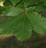 dub mongolský <i>(Quercus mongolica)</i> / List