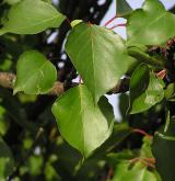 meruňka obecná <i>(Prunus armeniaca)</i> / List