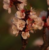 meruňka obecná <i>(Prunus armeniaca)</i> / Květ/Květenství