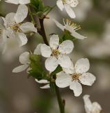 třešeň ptačí <i>(Prunus avium)</i> / Květ/Květenství
