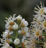 bobkovišeň lékařská <i>(Prunus laurocerasus)</i> / Květ/Květenství