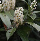 bobkovišeň lékařská <i>(Prunus laurocerasus)</i> / Květ/Květenství