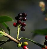 bobkovišeň lékařská <i>(Prunus laurocerasus)</i> / Plod