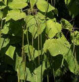 katalpa červenající <i>(Catalpa ×erubescens)</i> / Plod