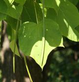 katalpa červenající <i>(Catalpa ×erubescens)</i> / Plod