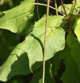 katalpa červenající <i>(Catalpa ×erubescens)</i> / Plod