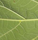 katalpa červenající <i>(Catalpa ×erubescens)</i> / List