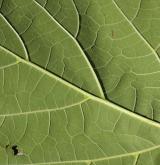 katalpa červenající <i>(Catalpa ×erubescens)</i> / List