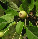jabloň bobulovitá <i>(Malus baccata)</i> / 