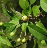 jabloň bobulovitá <i>(Malus baccata)</i> / 