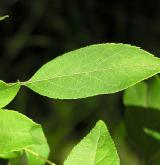 jabloň bobulovitá <i>(Malus baccata)</i>