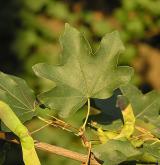 javor babyka <i>(Acer campestre)</i>