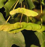 javor babyka <i>(Acer campestre)</i>