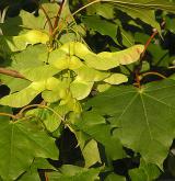 javor mléč <i>(Acer platanoides)</i>