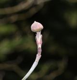 dřín květnatý <i>(Cornus florida)</i> / Větve a pupeny